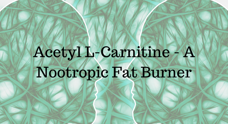 Acetyl L Carnitine A Nootropic Fat Burner