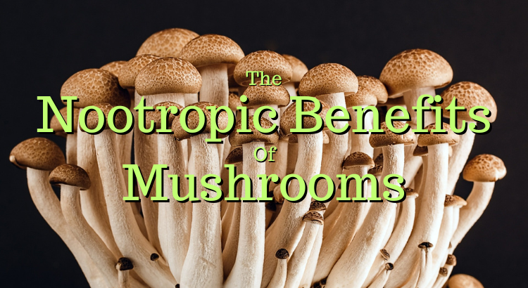 The Nootropic Benefits of Mushrooms