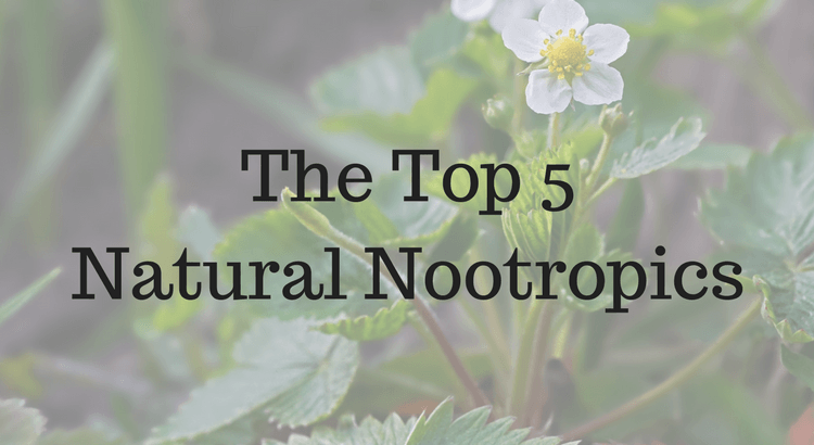 The Top 5 Natural Nootropics