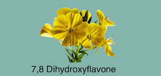 7,8-Dihydroxyflavone: A Brain Health Supplement That May Support Neuroplasticity