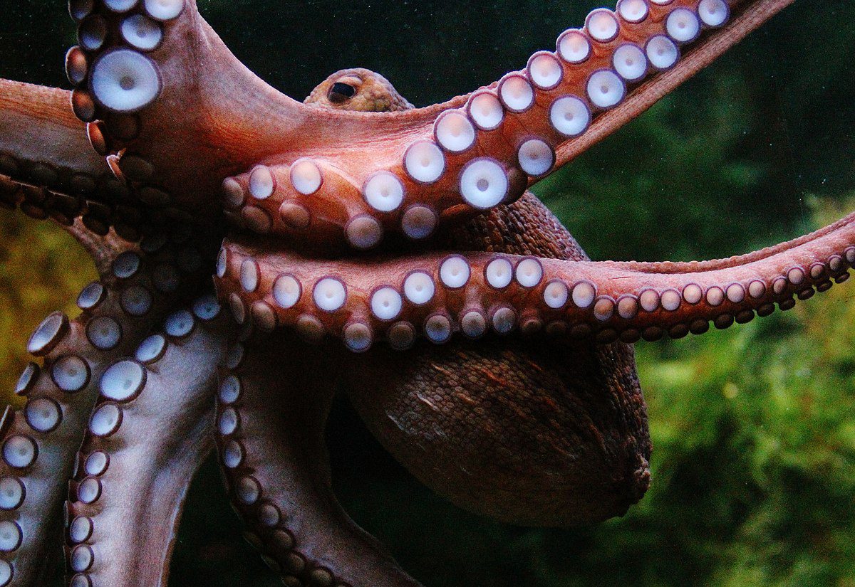 Are You Smarter Than: A Cuttlefish?