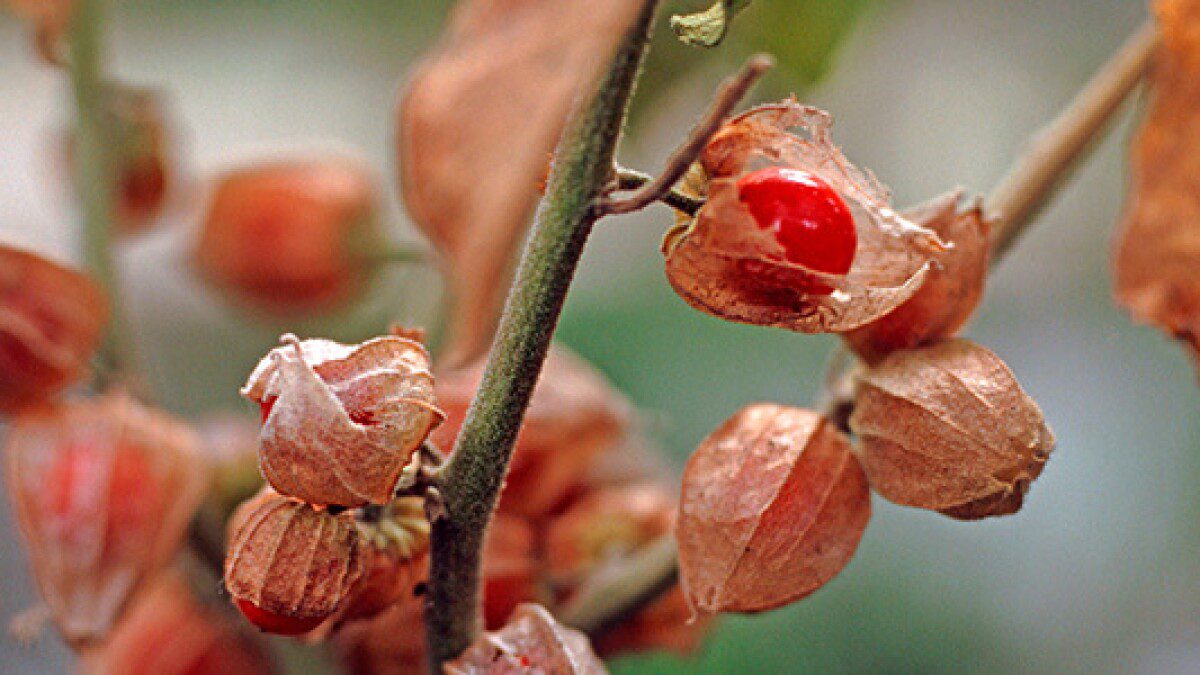 Ashwagandha