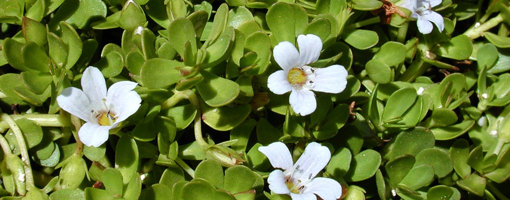 Bacopa Monnieri | An Amazing Ayurvedic Adaptogen | Cognance vs Bacognize vs Synapsa vs 24%