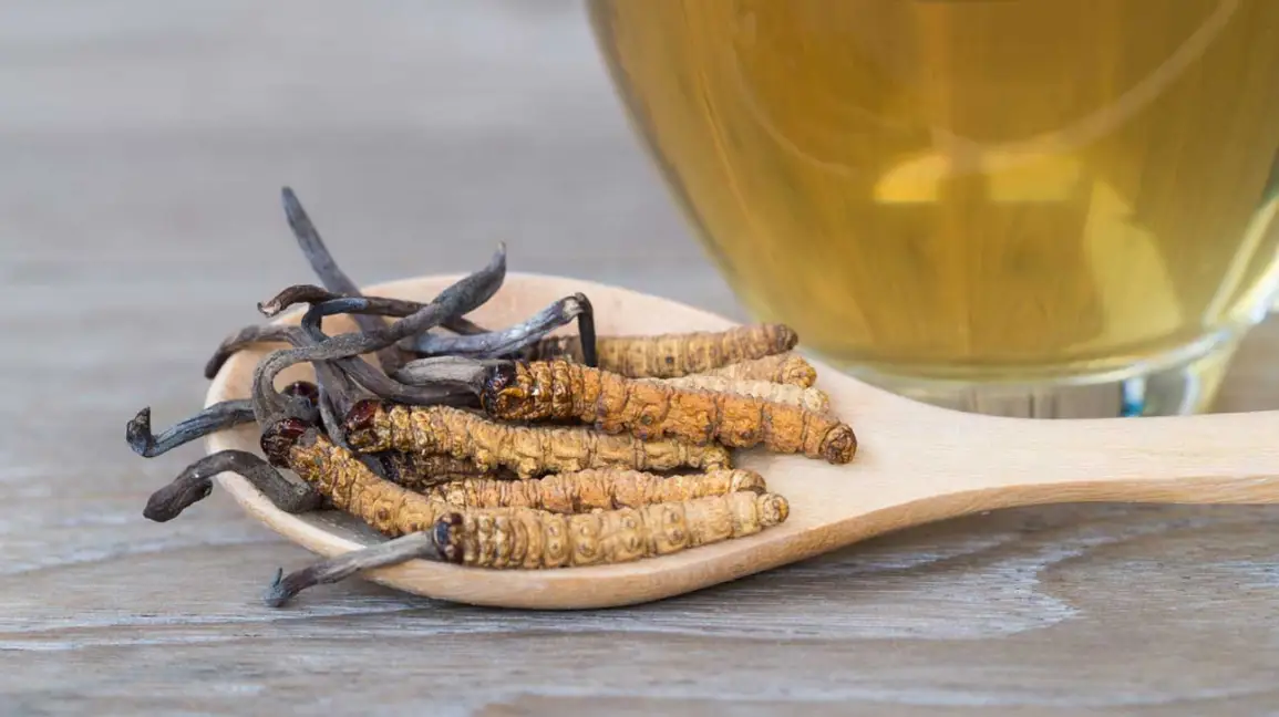 Boost Your Immune System with Cordyceps Mushroom