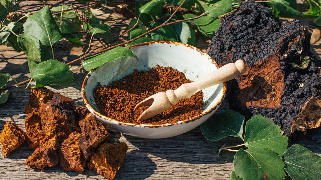 Chaga