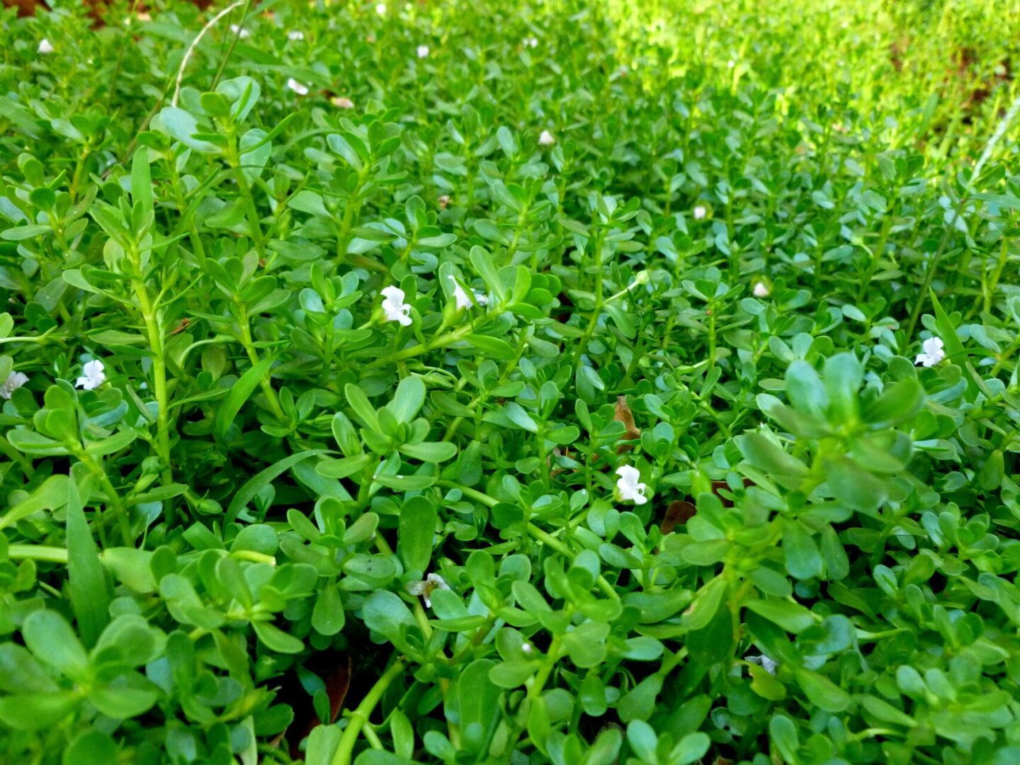 Cognance | Bacopa Reimagined | The Journey Of Humble Bacopa To Mighty Cognance