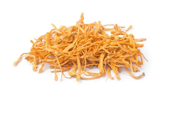 Cordyceps militaris | This Mushroom Can Help Your Cardio and Cognition, But It Won’t Take Control Of Your Brain…Unless You’re A Caterpillar