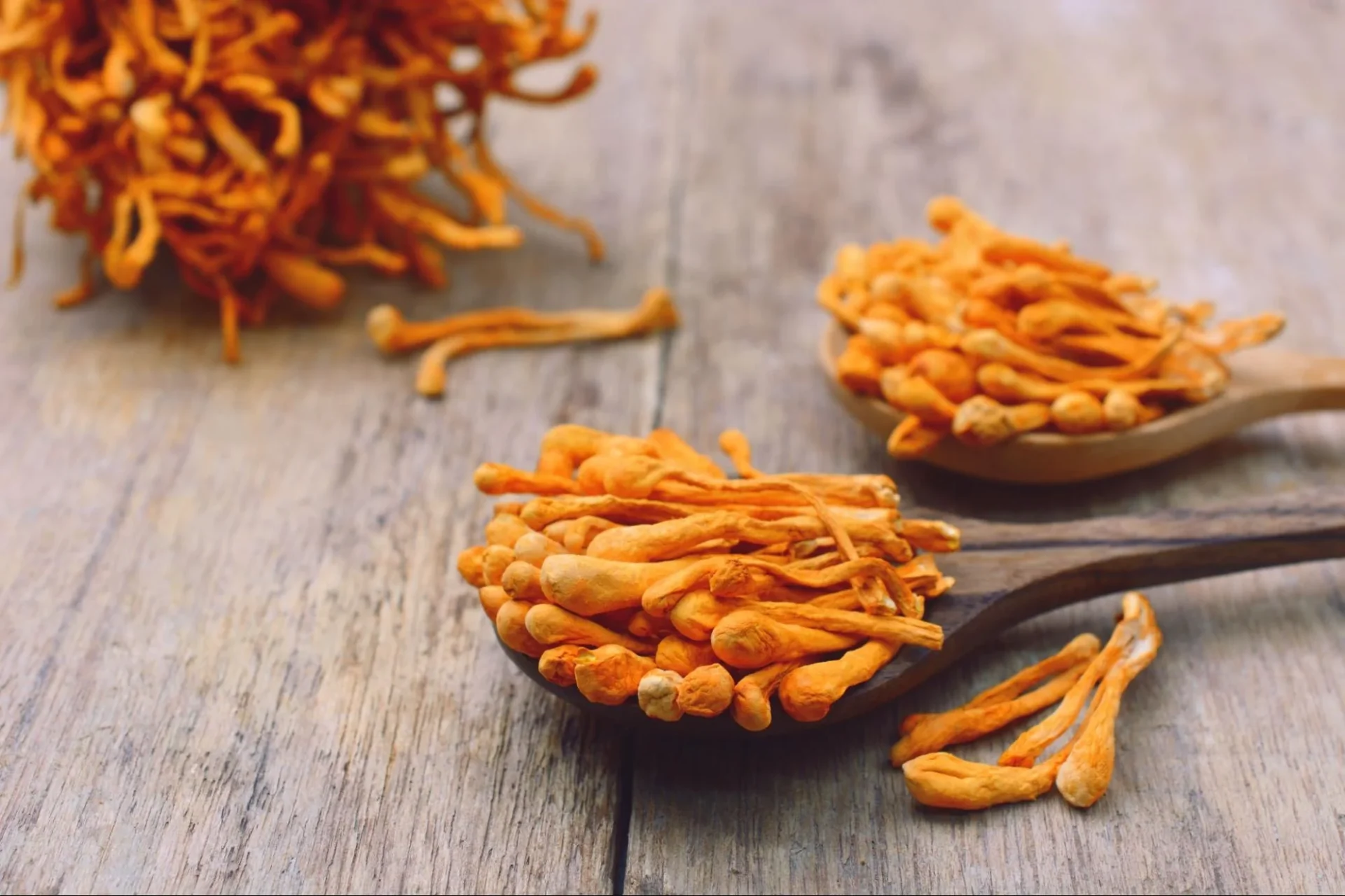 Cordyceps militaris | This Mushroom Can Help Your Cardio and Cognition, But It Won’t Take Control Of Your Brain…Unless You’re A Caterpillar