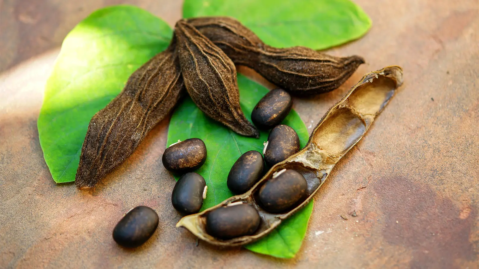 From Seeds to Dopamine: Mucuna