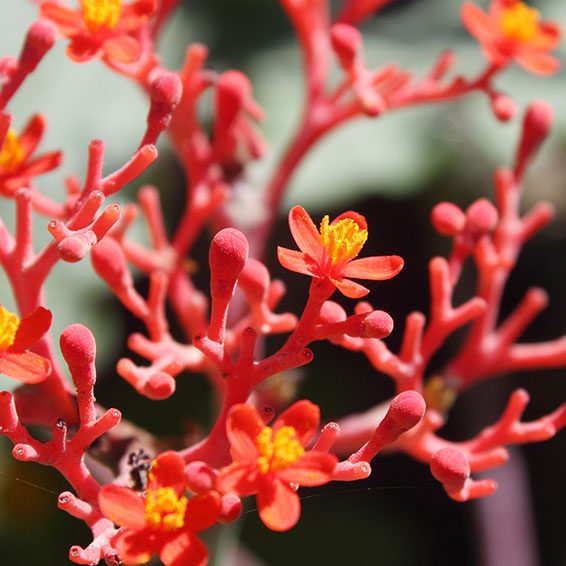 GS15-4 Panax Ginseng: An Adaptogenic Herb For Stress and Fatigue