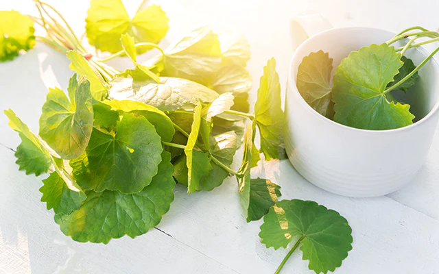 Gotu Kola Benefits - How This Ayurvedic Herb Supports Cognition, Sleep, and Skin Health