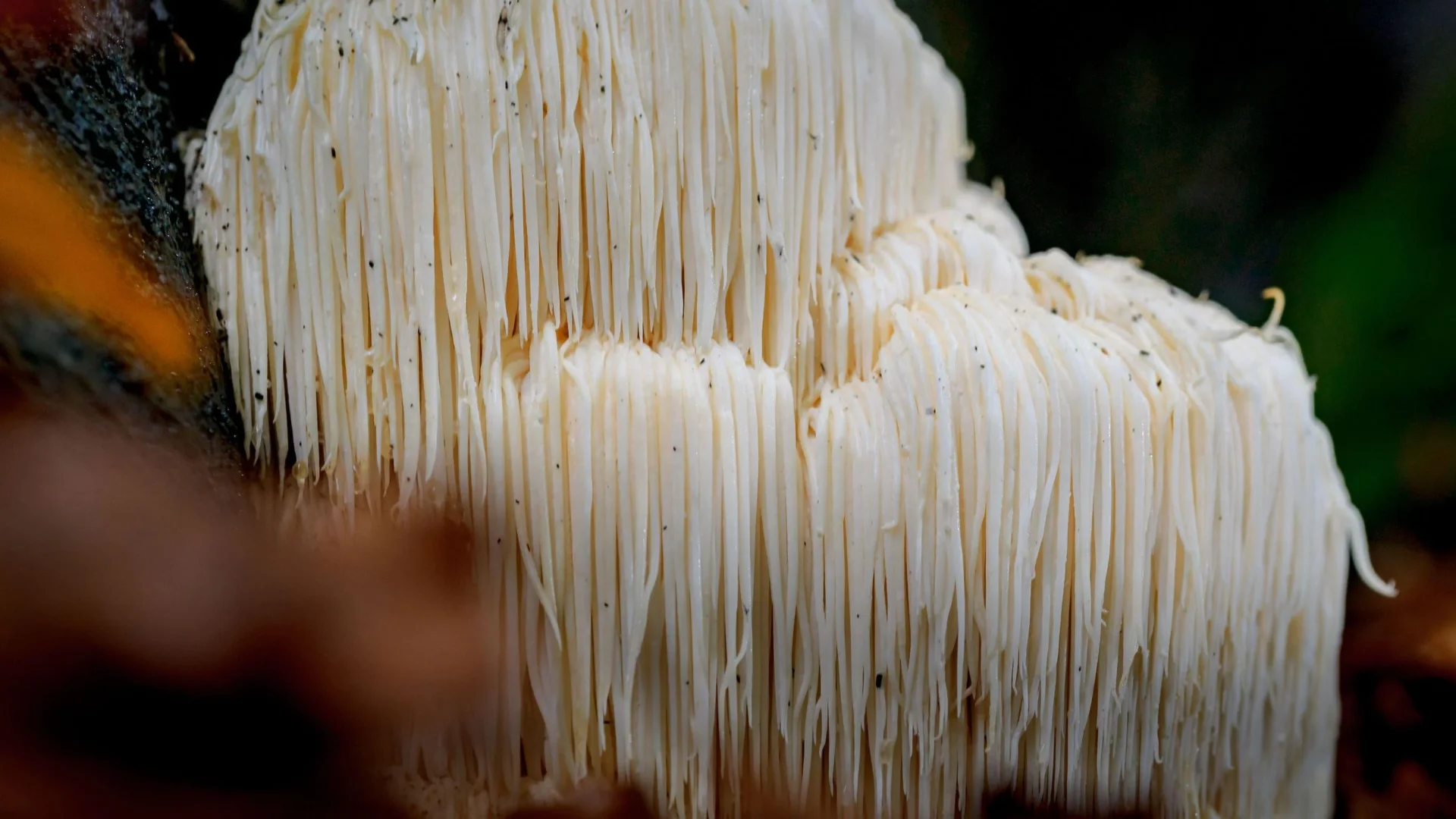 Hericium erinaceus: Which is the Best Lion's Mane Mushroom for You?