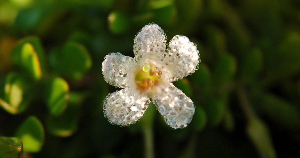 How Bacopa Benefits Your Brain (detailed guide)