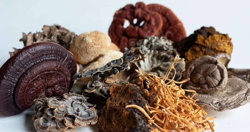 How Medicinal Mushrooms Can Help You