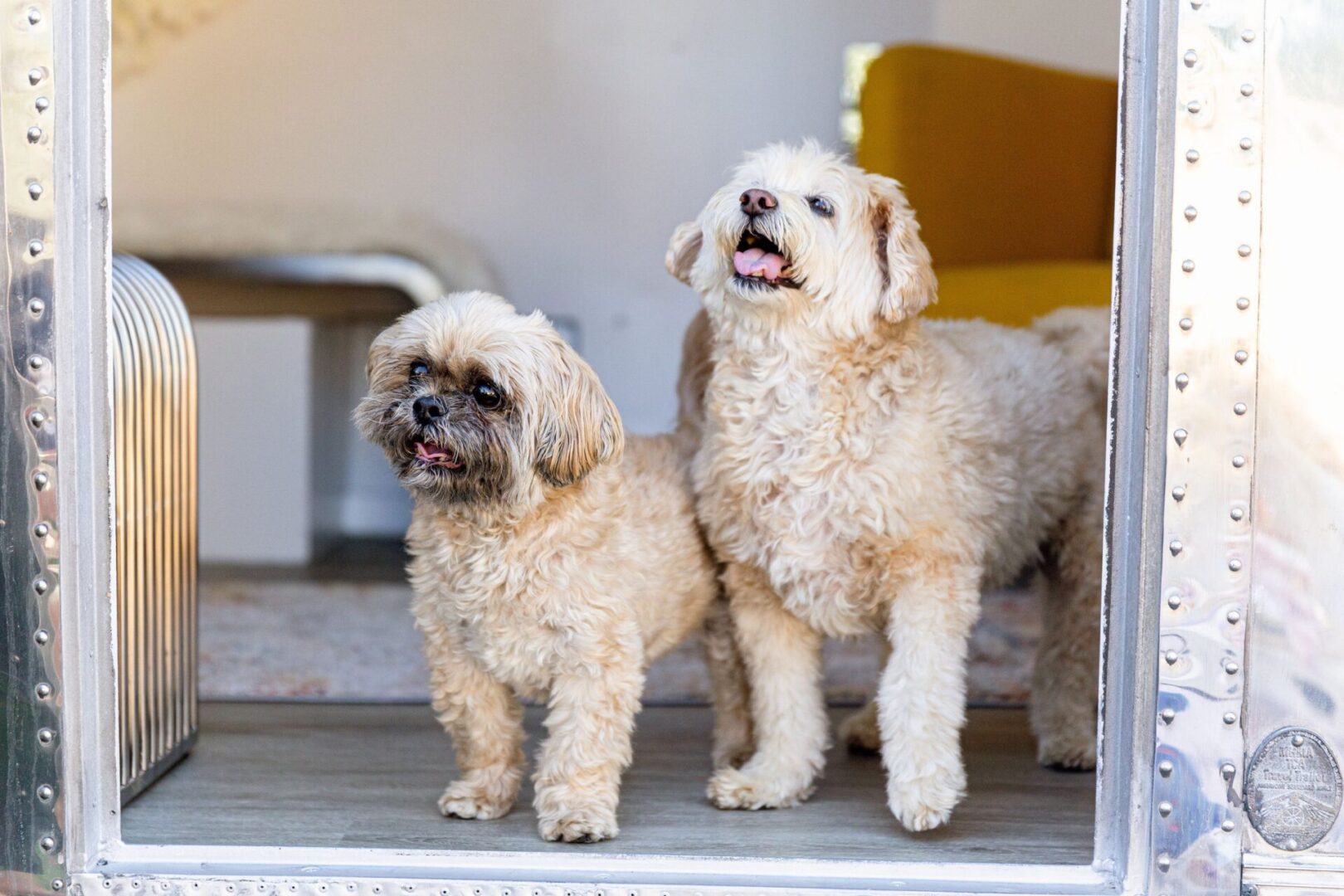 How to Maximize Your Pet’s Health & Longevity (Biohacker’s Tips for Cats & Dogs)