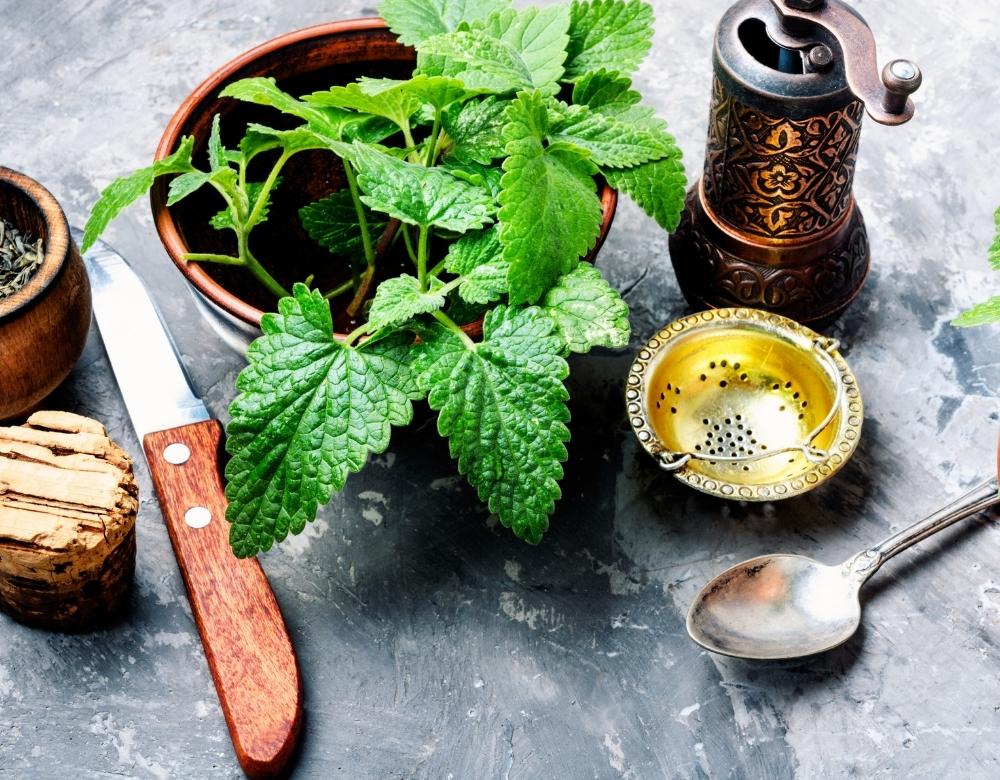 Lemon Balm
