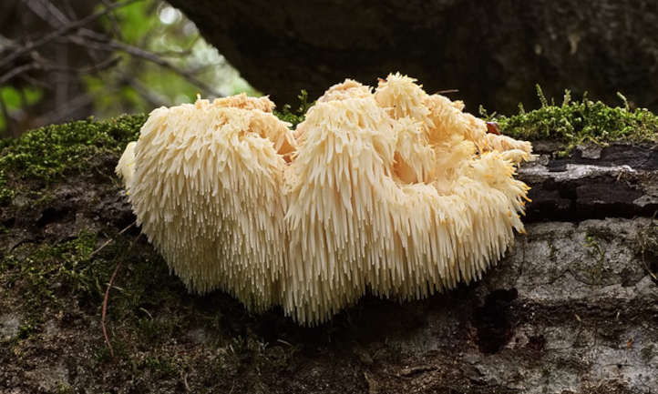 Lion’s Mane