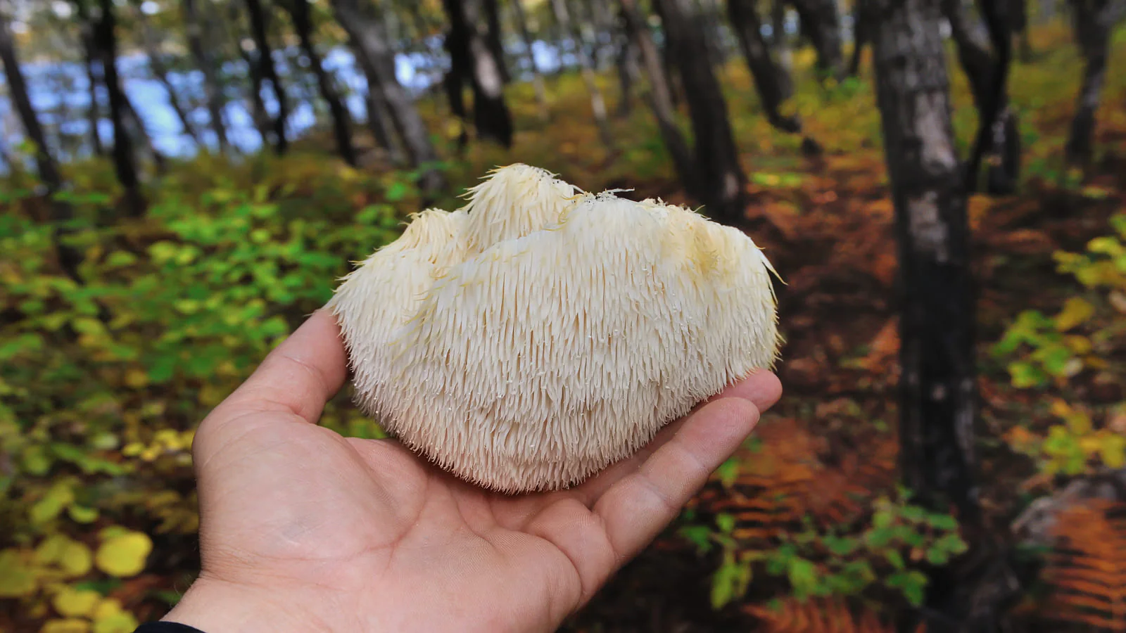Lion’s Mane Mushroom: The Journey To Connect Modern Science With Traditional Chinese Medicine
