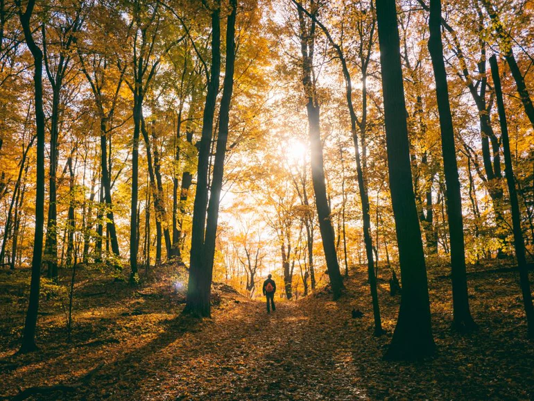 One Hour in Nature Shapes the Brain