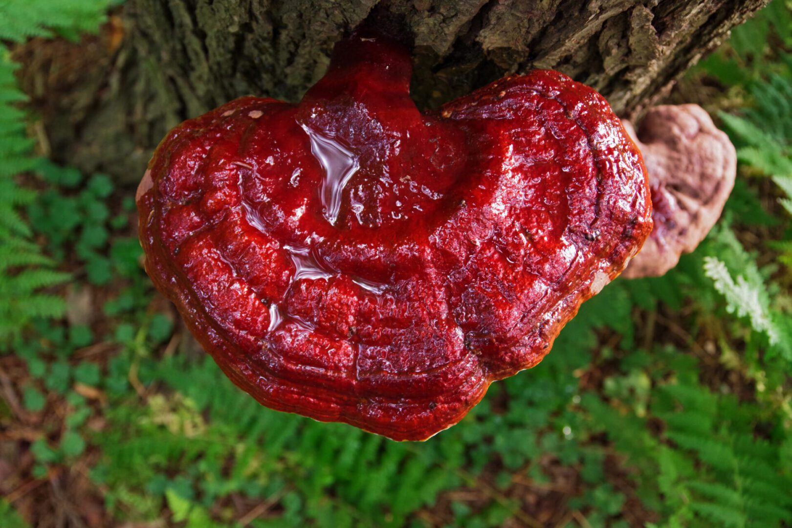 Reishi Mushroom