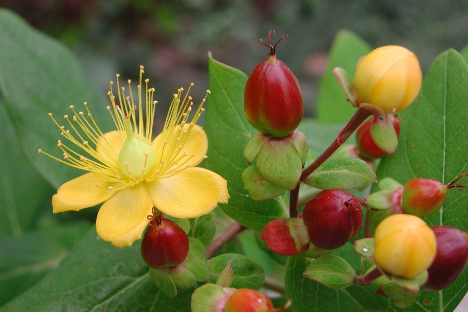 St. John’s wort