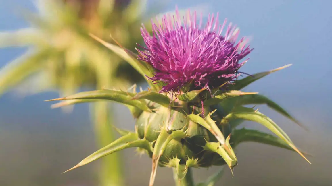 Strengthen Your Liver with Milk Thistle