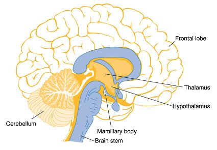 Sulbutiamine