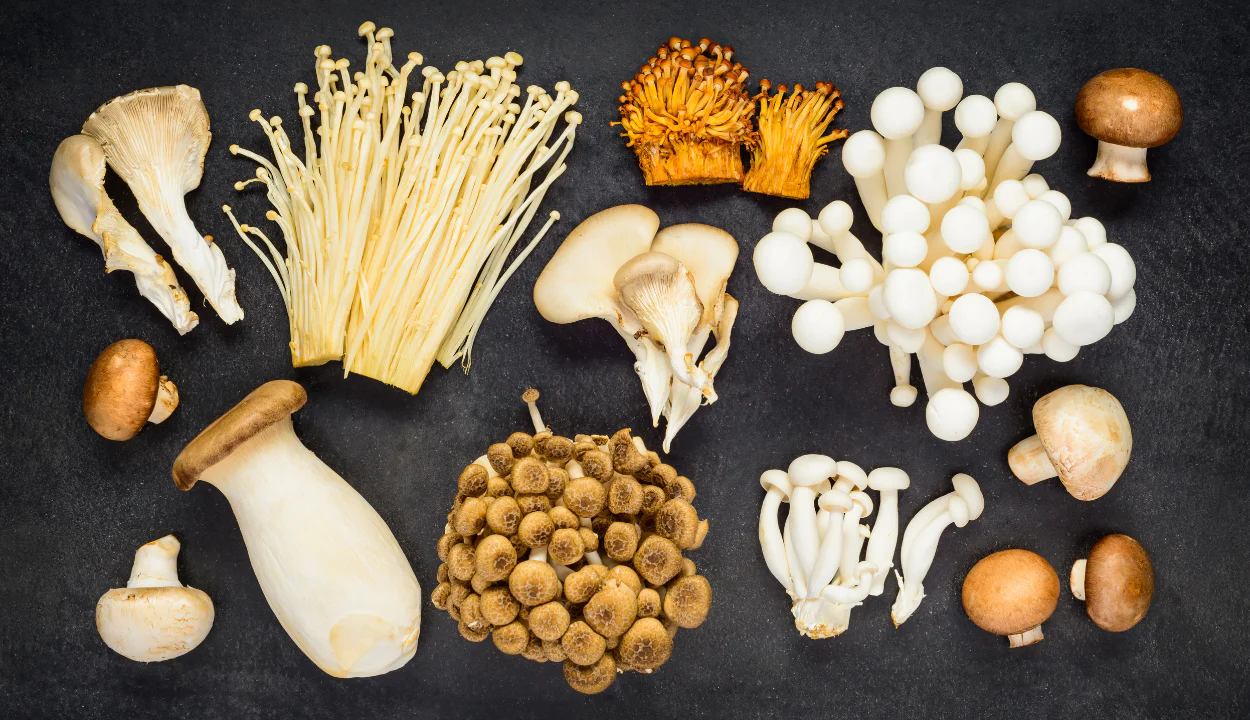 The Best Nootropic Mushroom Extracts