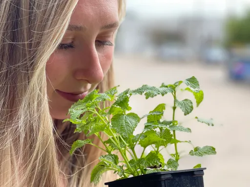 The Top Benefits of Lemon Balm Extract (Melissa officinalis)