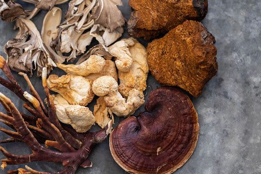 Tiger Milk | Could It Be The New Lion's Mane? | This Rare Malaysian Mushroom Is Finally On The Prowl