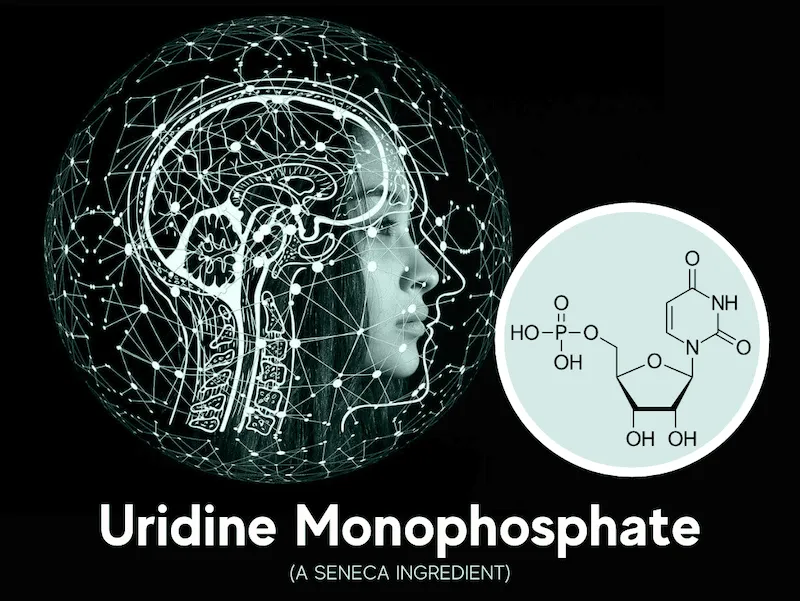Uridine Monophosphate