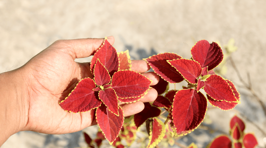 What is Forskolin?