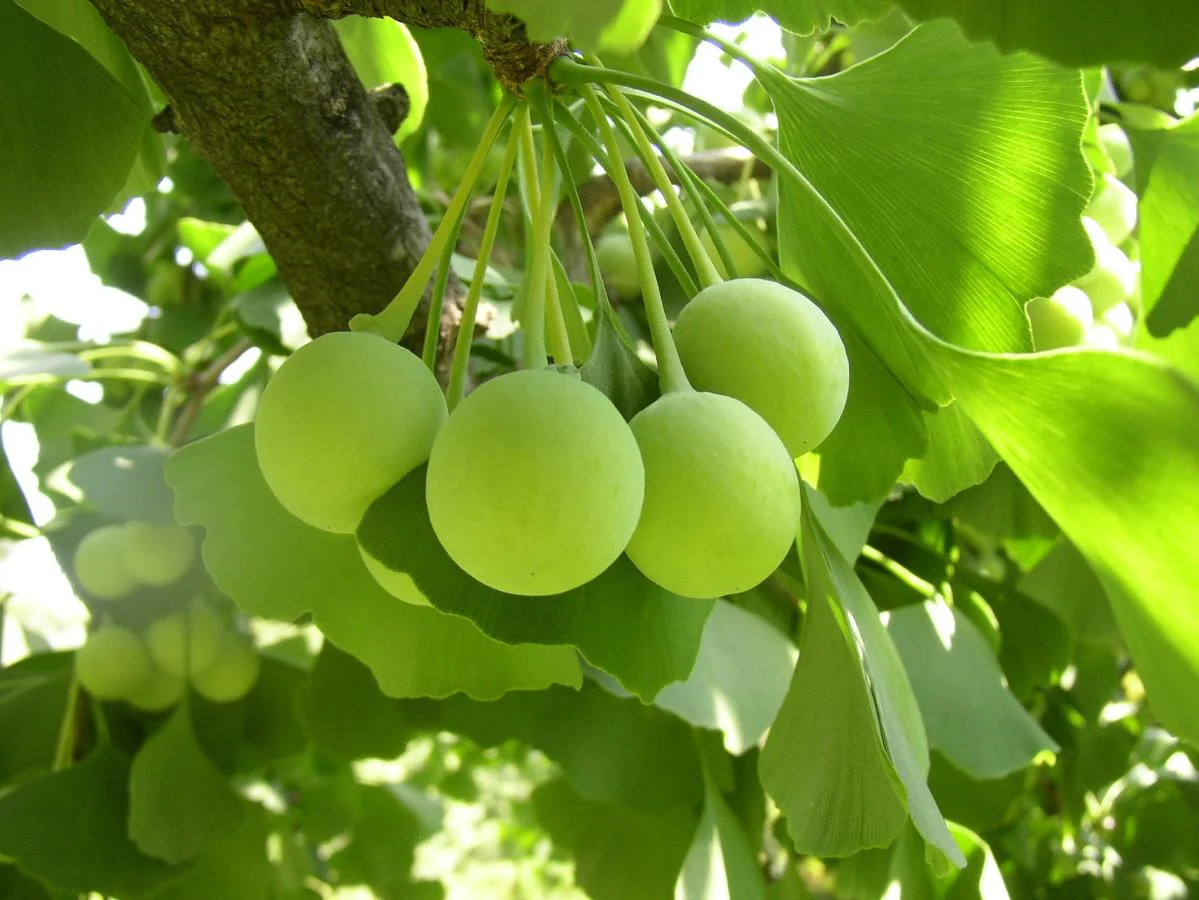 What is Ginkgo Biloba?
