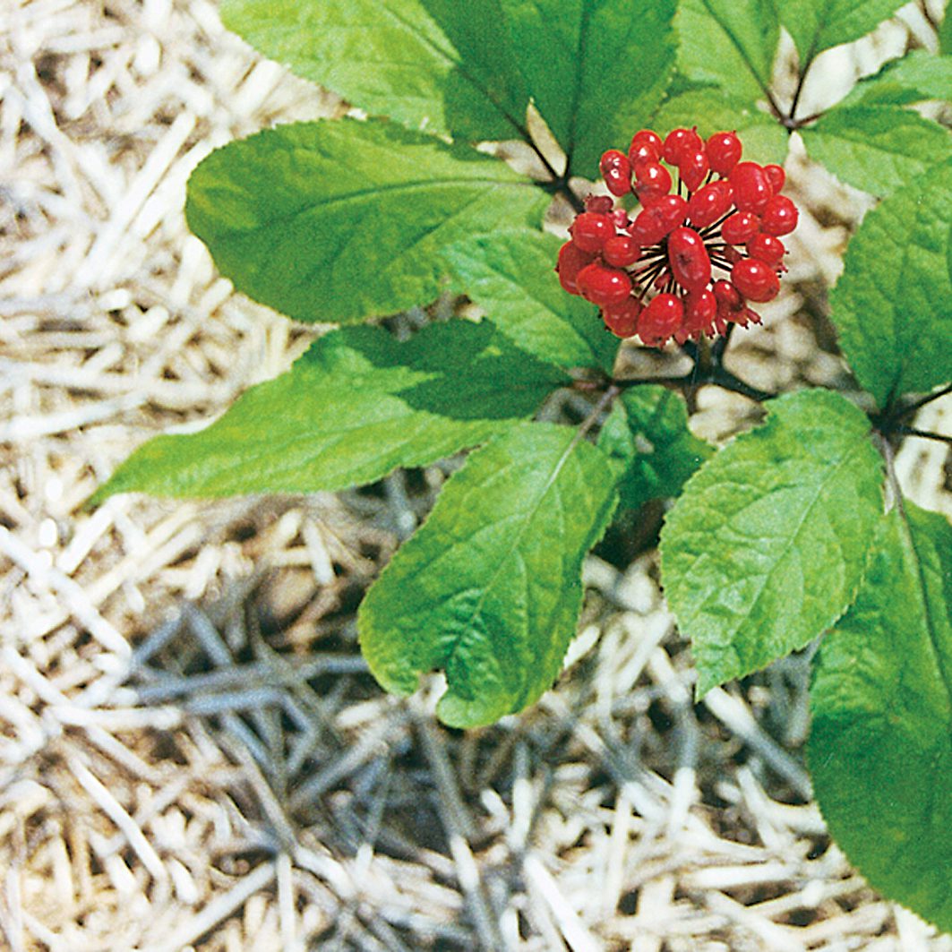 What is Panax Ginseng?