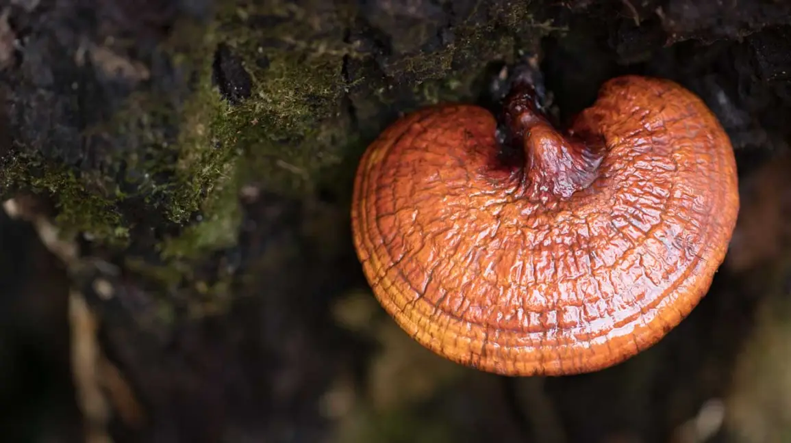 Which is the Best Red Reishi Mushroom Extract For You?